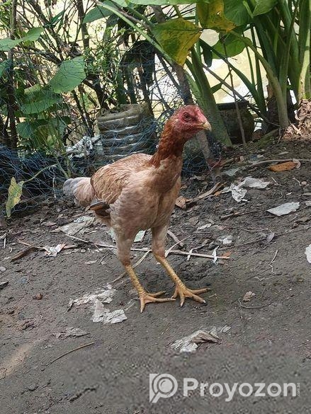 আসিল ফাইটার 100%.