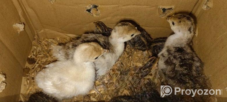 টার্কির বাচ্চা (বড় জাত)