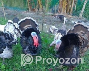 fitted-2025-10-20T110653.578_2025-10-20_11-10-35