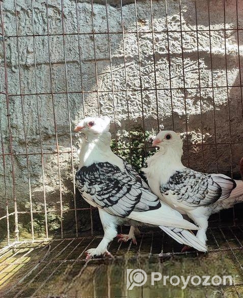 ব্লাকলেস শার্টিন