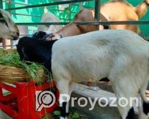 fitted-2025-10-20T122337.403_2025-10-20_12-25-02