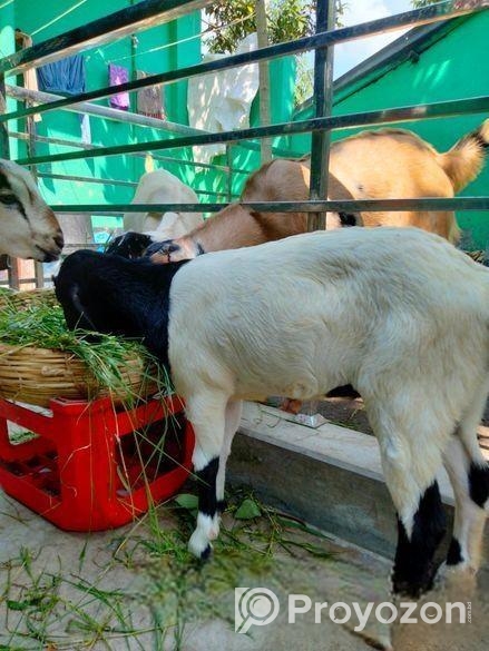 একটি বকরি ছাগলের বাচ্চা বিক্রয় করা হবে।