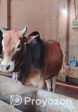 বিশাল ফ্রেমের দেশী ষাড় গরু