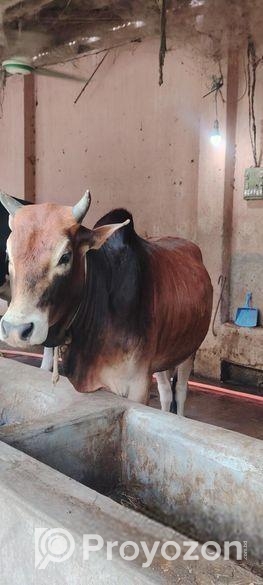 বিশাল ফ্রেমের দেশী ষাড় গরু