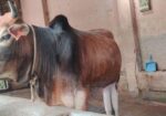 বিশাল ফ্রেমের দেশী ষাড় গরু