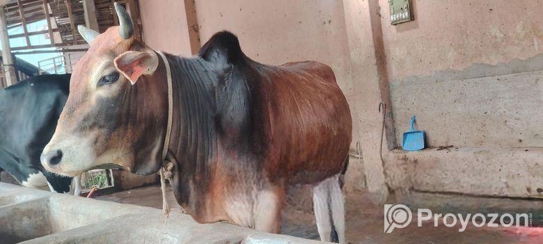 বিশাল ফ্রেমের দেশী ষাড় গরু
