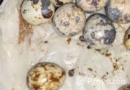 কোয়েলের ডিম