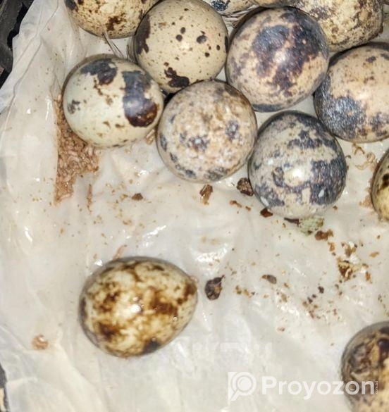 কোয়েলের ডিম