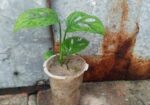 অল্প দামে স্বল্প কিছু ফিলো লেমন লাইম