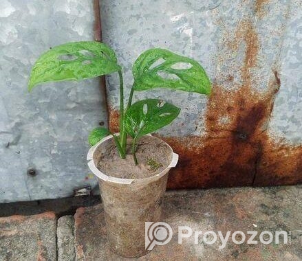 অল্প দামে স্বল্প কিছু ফিলো লেমন লাইম