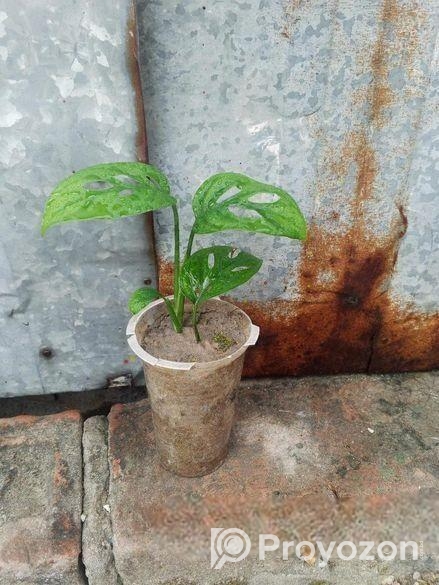 অল্প দামে স্বল্প কিছু ফিলো লেমন লাইম