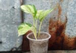 অল্প দামে স্বল্প কিছু ফিলো লেমন লাইম