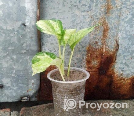 অল্প দামে স্বল্প কিছু ফিলো লেমন লাইম