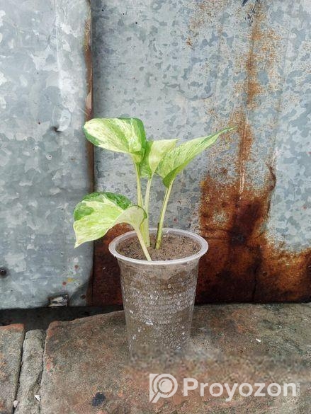 অল্প দামে স্বল্প কিছু ফিলো লেমন লাইম