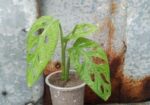 অল্প দামে স্বল্প কিছু ফিলো লেমন লাইম