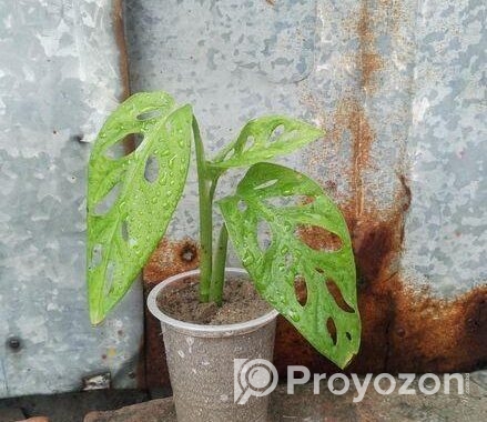 অল্প দামে স্বল্প কিছু ফিলো লেমন লাইম