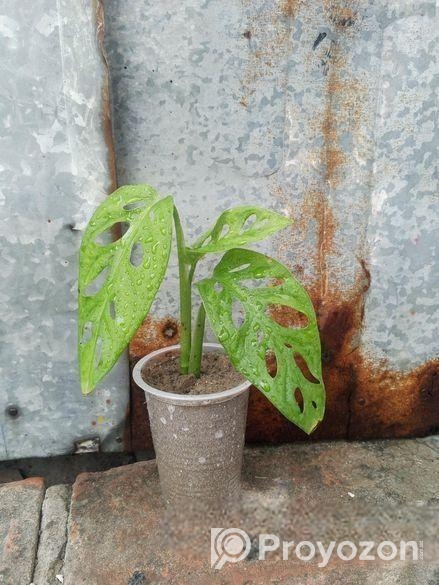 অল্প দামে স্বল্প কিছু ফিলো লেমন লাইম