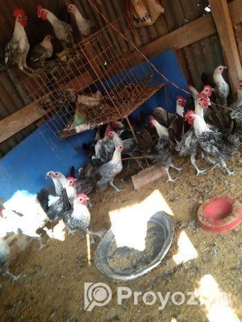 ফ্যাওমী মুরগি