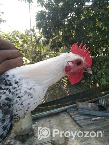 ফ্যাওমী মুরগি