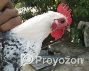 fitted-2025-10-21T114504.494_2025-10-21_11-45-40