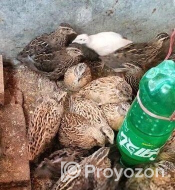 মাংসের জন্য কোয়েল পাখি