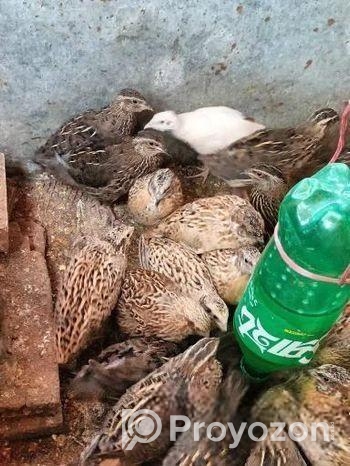 মাংসের জন্য কোয়েল পাখি