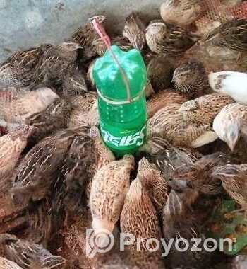 মাংসের জন্য কোয়েল পাখি