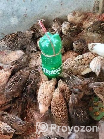 মাংসের জন্য কোয়েল পাখি