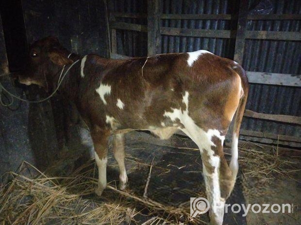 গরু বিক্রি