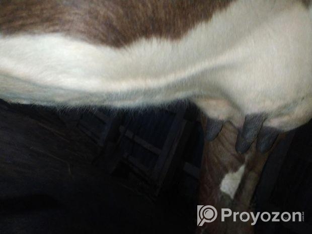 গরু বিক্রি