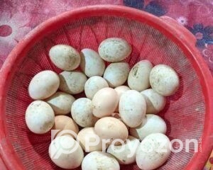 fitted-2025-10-21T115701.999_2025-10-21_11-57-35