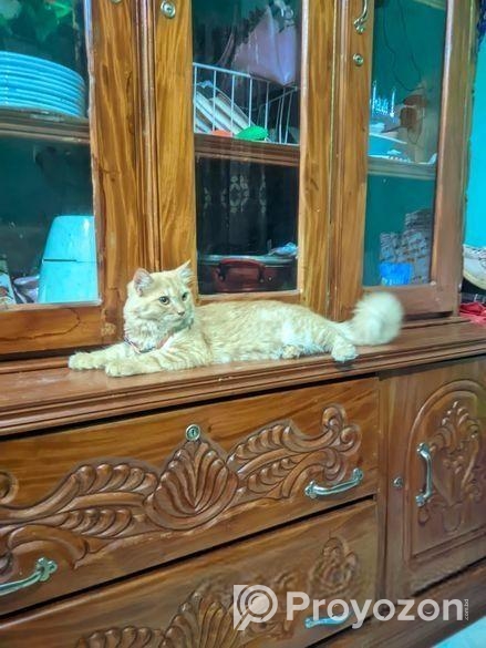 একটি মেইল পার্সিয়ান বিড়াল সেল হবে