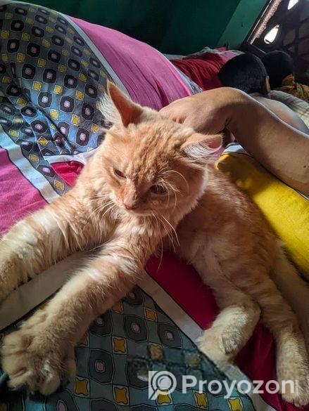 একটি মেইল পার্সিয়ান বিড়াল সেল হবে