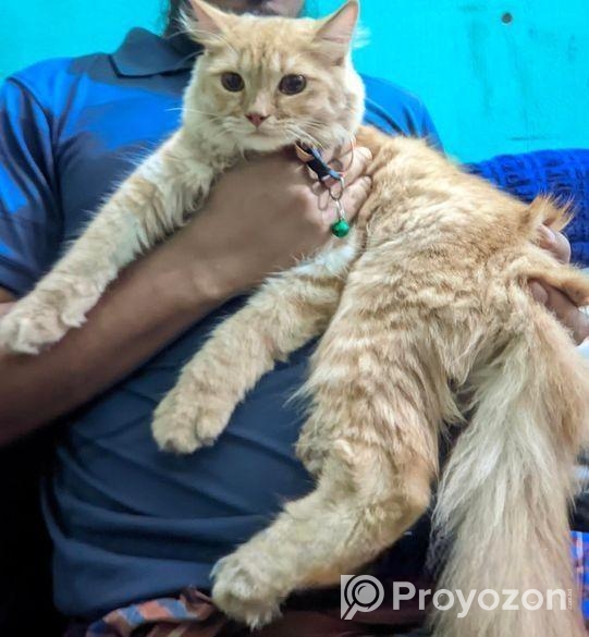 একটি মেইল পার্সিয়ান বিড়াল সেল হবে