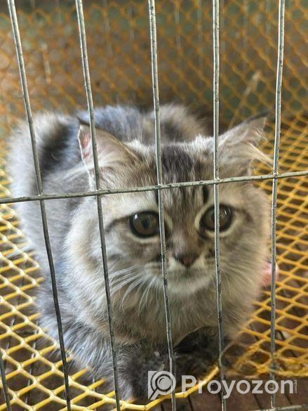 বিড়াল বিক্রি করবো