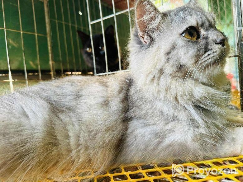 বিড়াল বিক্রি করবো