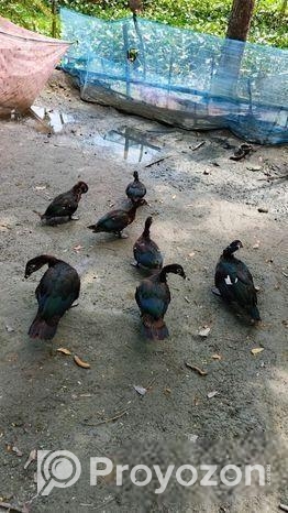 চিনা হাস