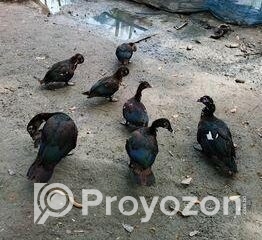 fitted-2025-10-22T111618.261_2025-10-22_11-16-42