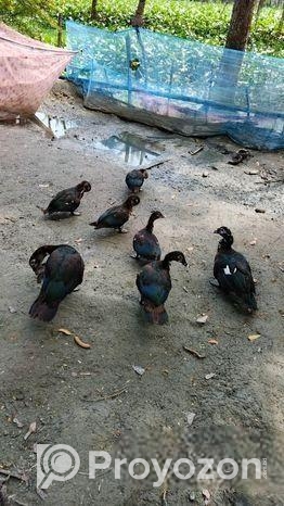 চিনা হাস