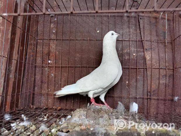 নর কবুতর