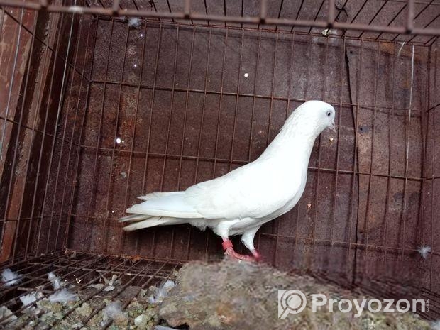 নর কবুতর