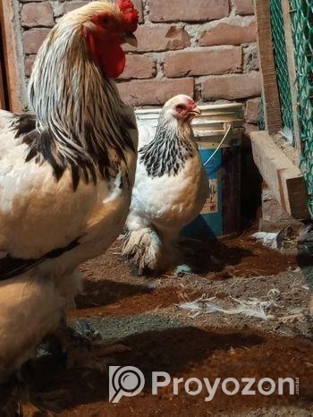 ব্রাহমা মুরগির ডিম বিক্রি হবে।