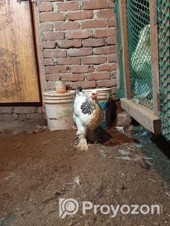 ব্রাহমা মুরগির ডিম বিক্রি হবে।