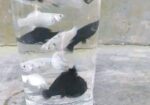 Molly fish