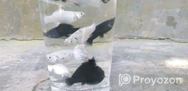 Molly fish