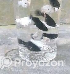 fitted-2025-10-22T115204.070_2025-10-22_11-53-01