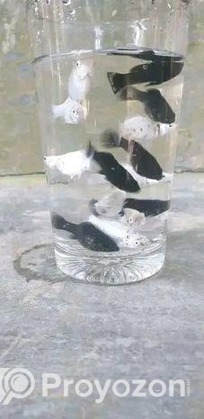 Molly fish