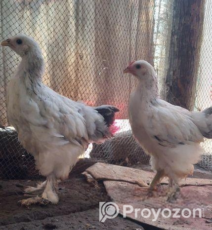 ১ জোড়া কলম্বিয়ার লাইভ ব্রাহামা মুরগি বিক্রি করা হবে