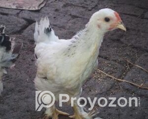 fitted-2025-10-22T120356.562_2025-10-22_12-06-18