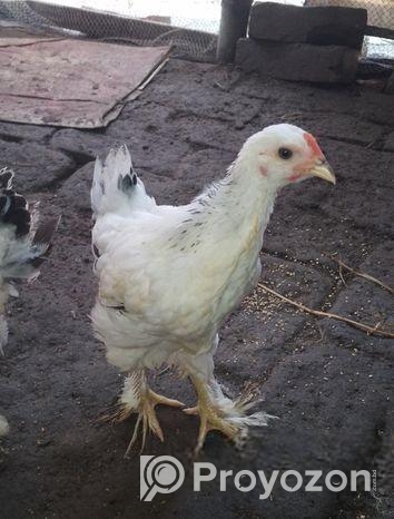 ১ জোড়া কলম্বিয়ার লাইভ ব্রাহামা মুরগি বিক্রি করা হবে